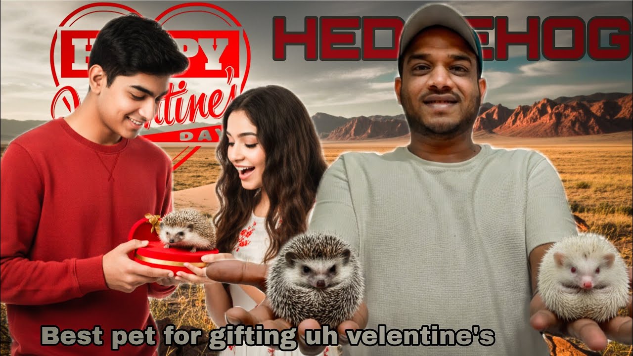 The Best gift for exotic pets lovers - HEDGEHOG 🦔❤️ | VELENTINE'S DAY GIFT 🎁 | karnataka Aquarium