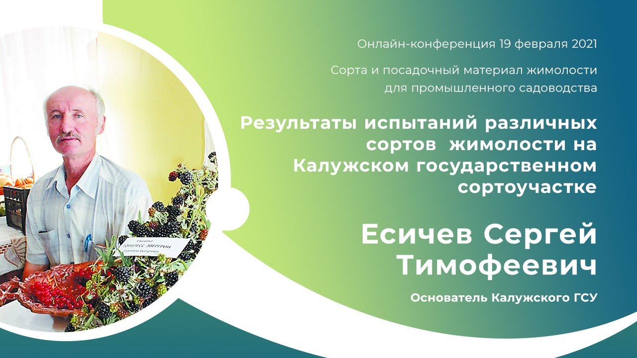 Калужский государственный сортоучасток. Результаты испытания жимолости. Есичев С.Т.