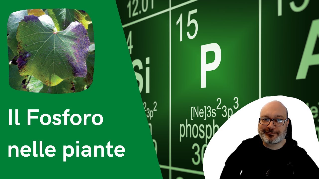 Il fosforo nelle piante: a cosa serve e come riconoscere le carenze.