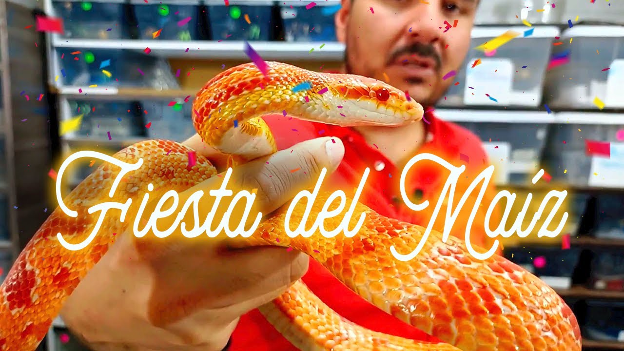Las cosas más extrañas De “MAICERAS”