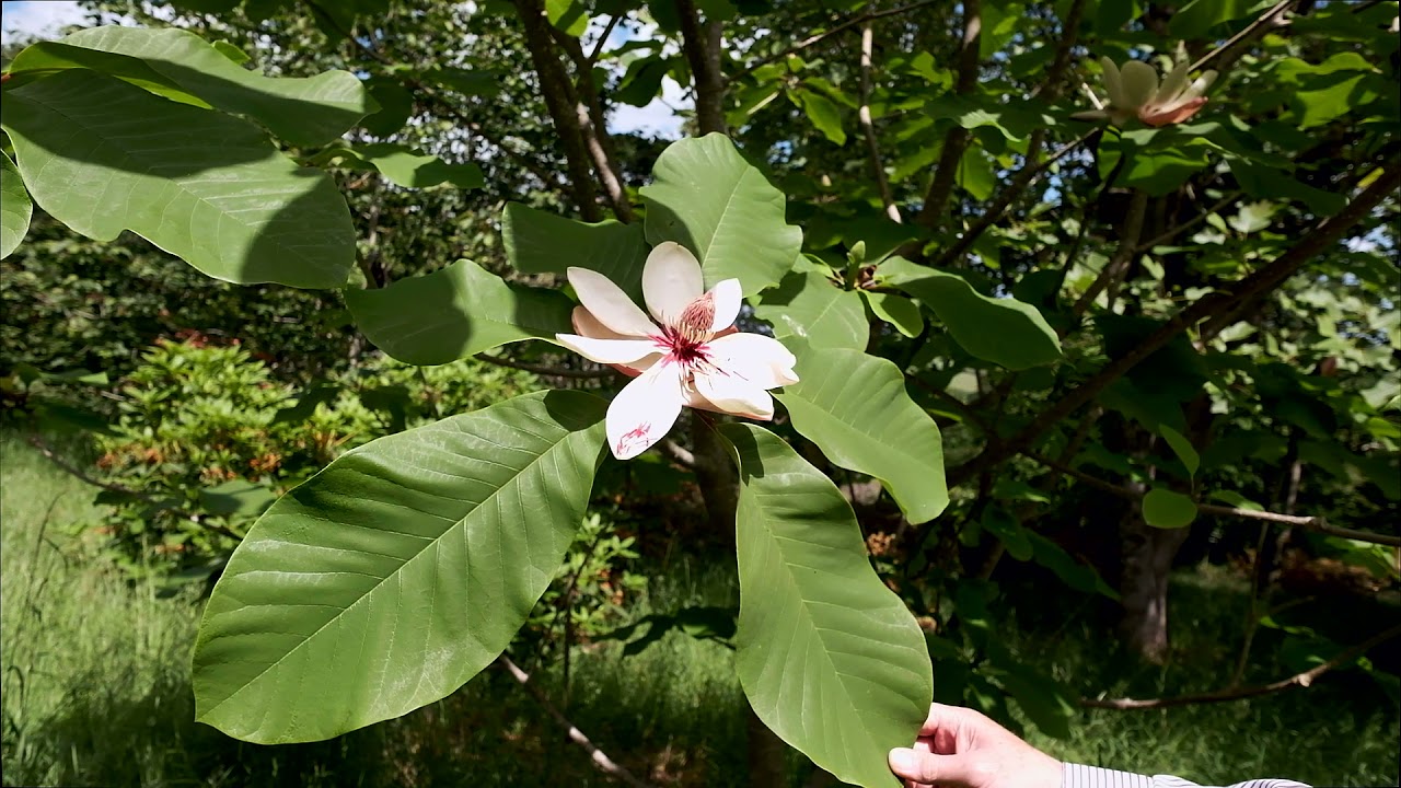 Quick look around the woodland garden in June