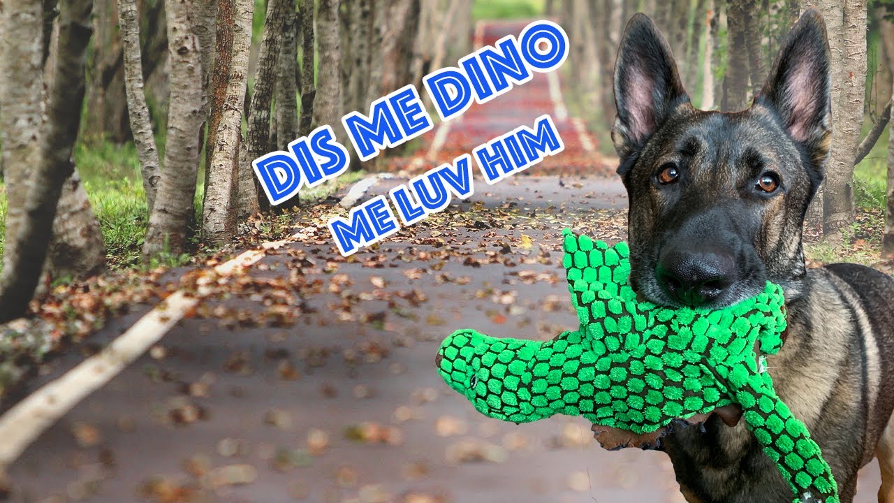 German Shepherd Training Takes Time; BE PATIENT! Plus CHARLIE Pup Comes to Visit!