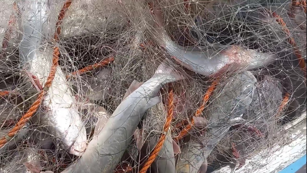 pesca de malhadeira a rede encheu de peixe!!!