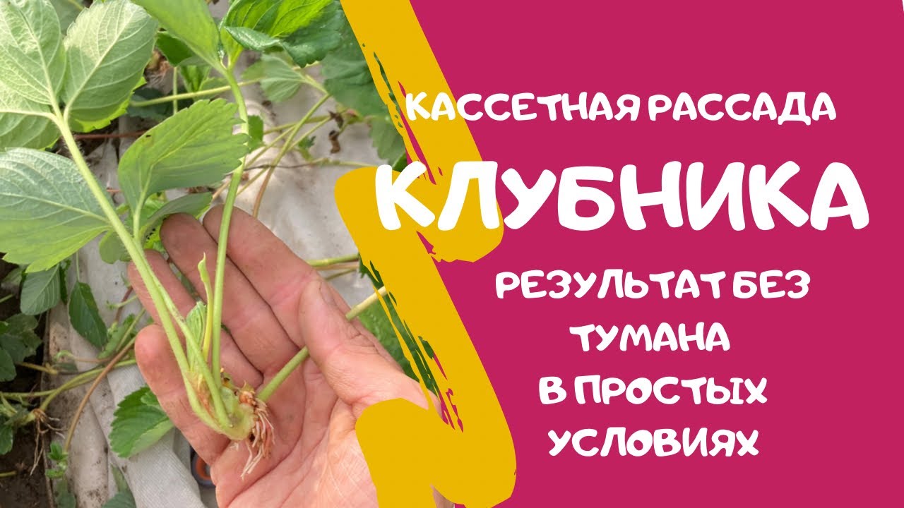Кассетная рассада клубники без фоггеров. Отличный результат за 20 дней