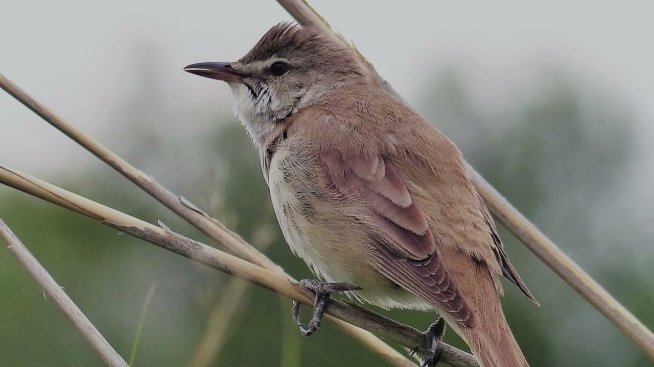 The Reed Warbler: Close Up HD Footage (Acrocephalus scirpaceus) #birds #birdslover #wildlife