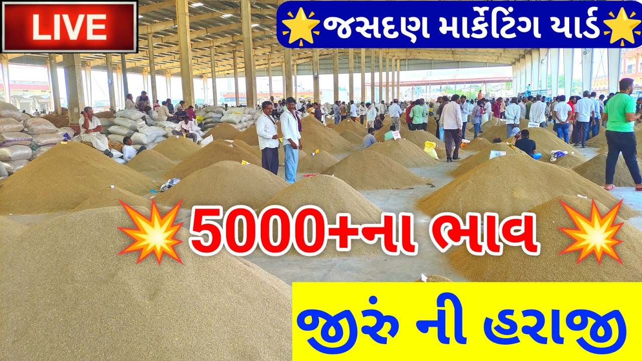 🔴 જીરા ના ભાવ || live jeera trading price today in jasdan APMC, jeera Na bhav,October 23, 2024