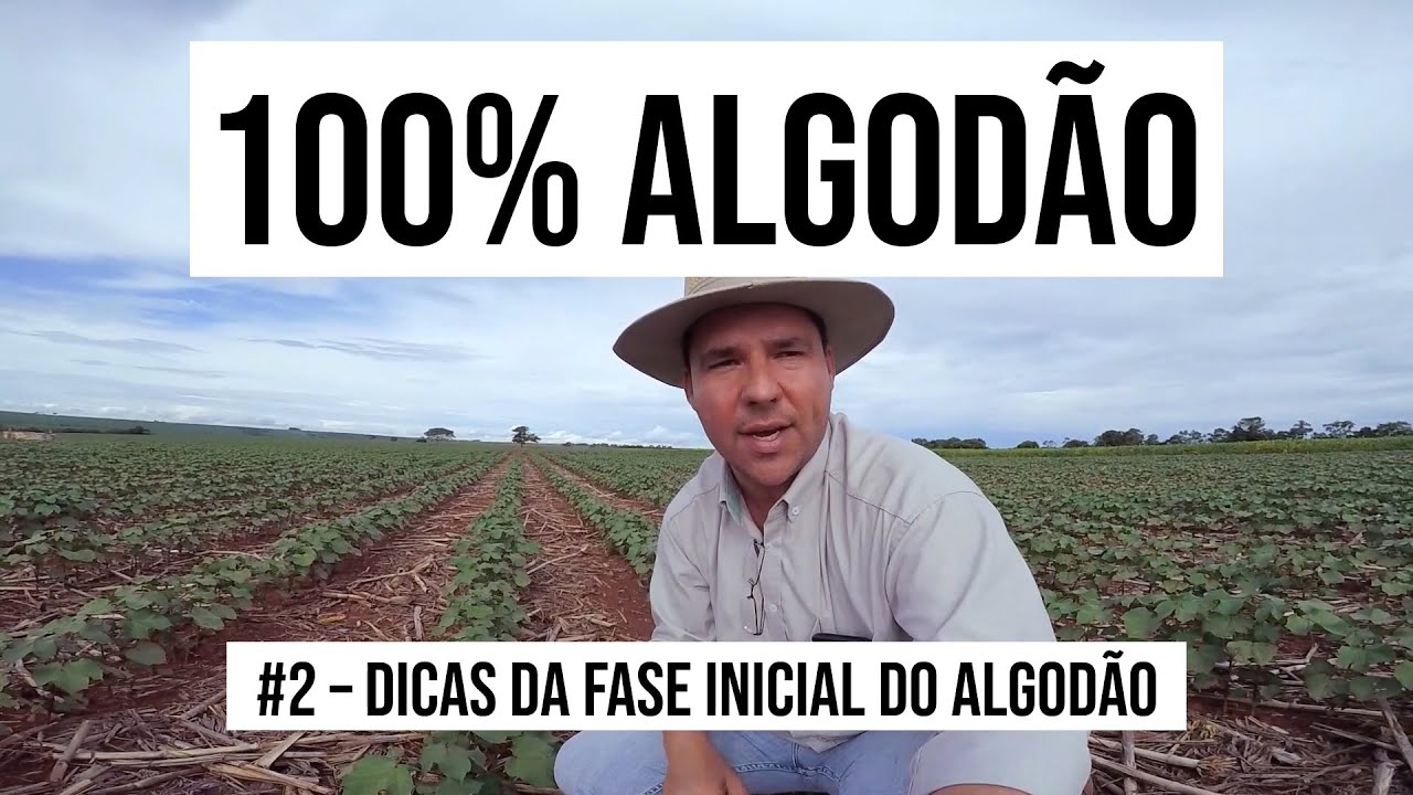 Algodoeiro - Episódio #2 - Websérie 100% Algodão