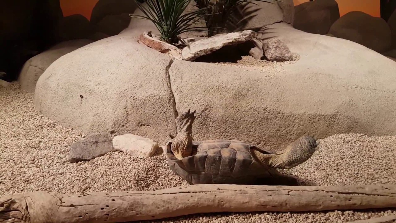Turtle falls upside down and gets back up