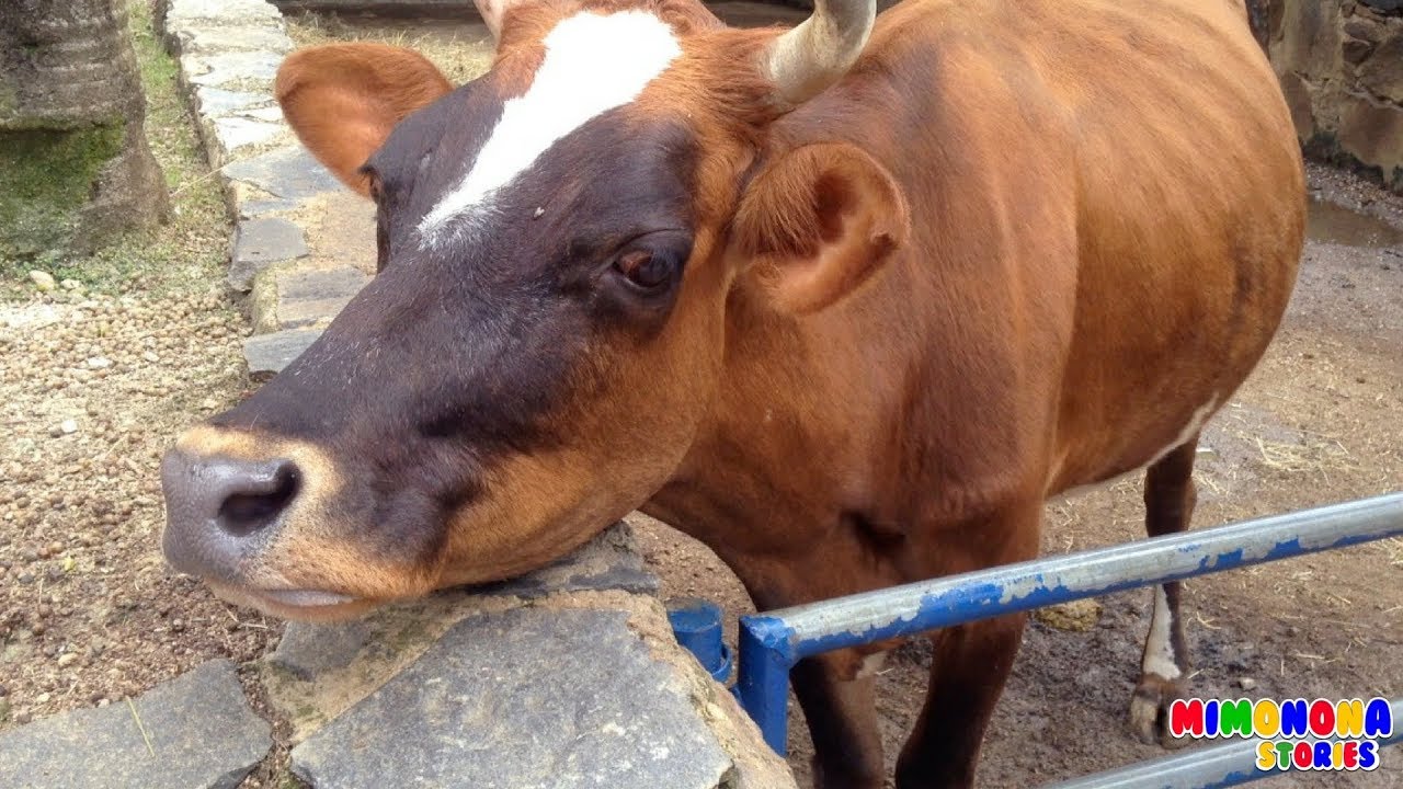Sonidos de Animales de la Granja 🐮🐷🐔  | Videos de Animales Reales | Mimonona Stories
