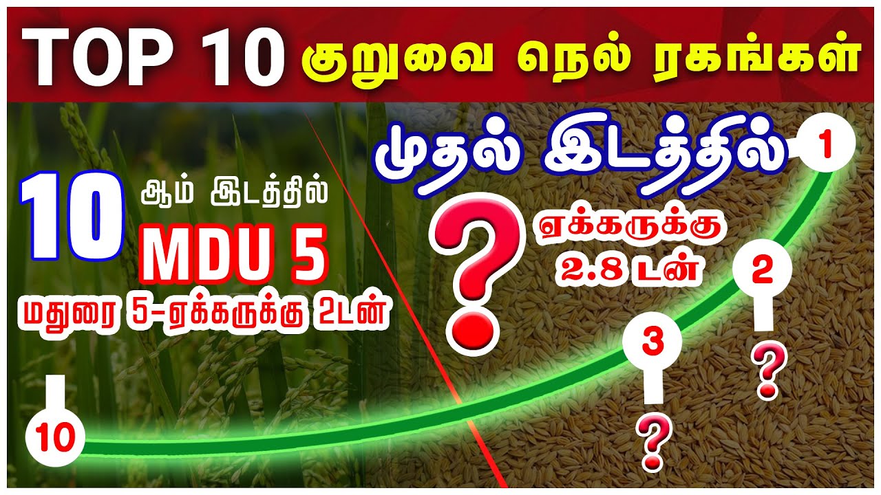 அதிக மகசூல் தரும் முதல் 10 குறுவை நெல் ரகங்கள் | TOP 10 குறுவை நெல் ரகங்கள் | TCG |