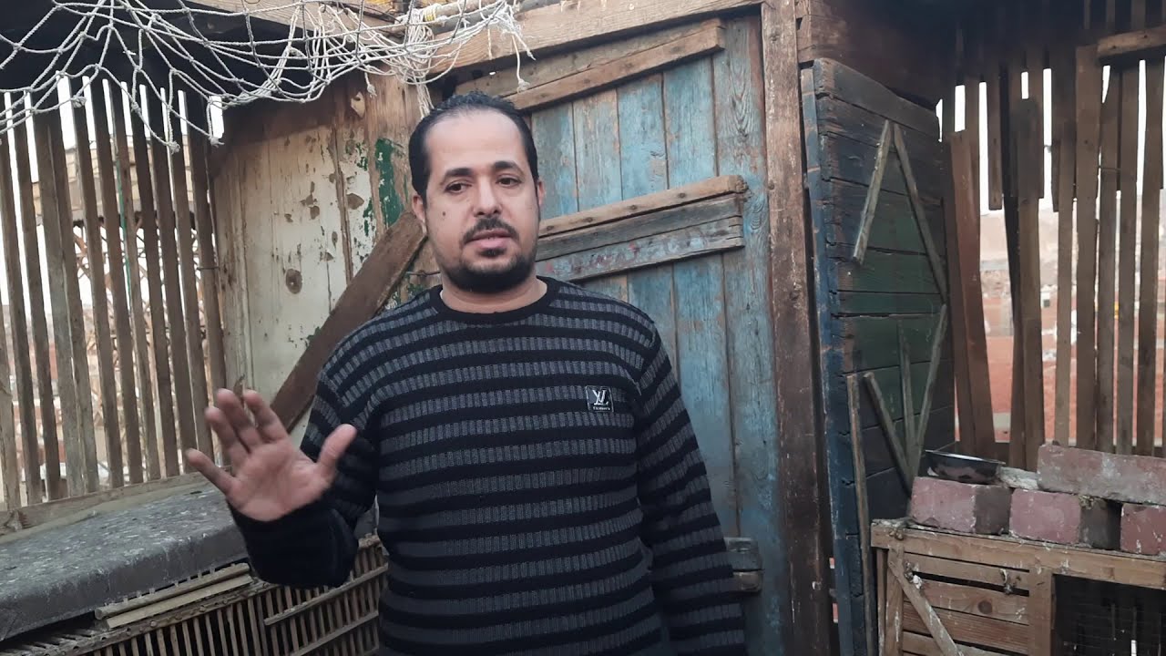 فوائد الثوم كثير للفرد الحمام افيض من المضاد الحيوي👌👍👍