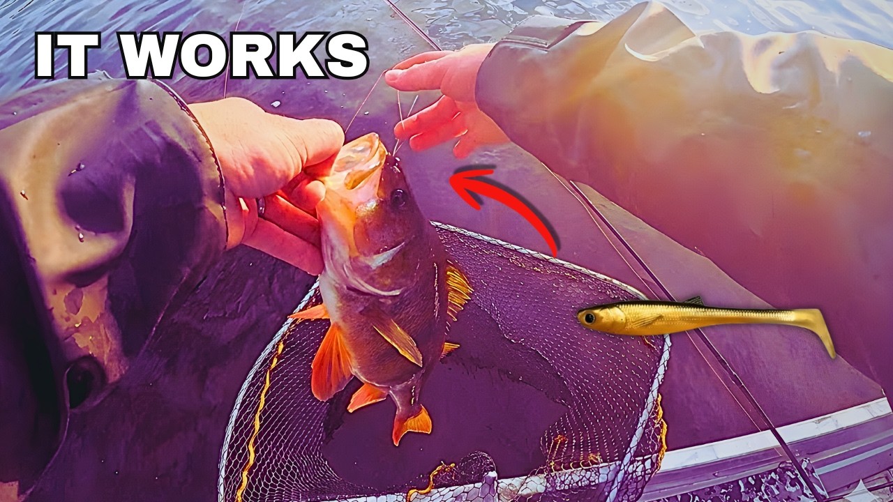 Pikapisto Merelle ja Ensitestissä Blackfin Trigger Shad TPE 75mm: HETI ISO AHVEN!