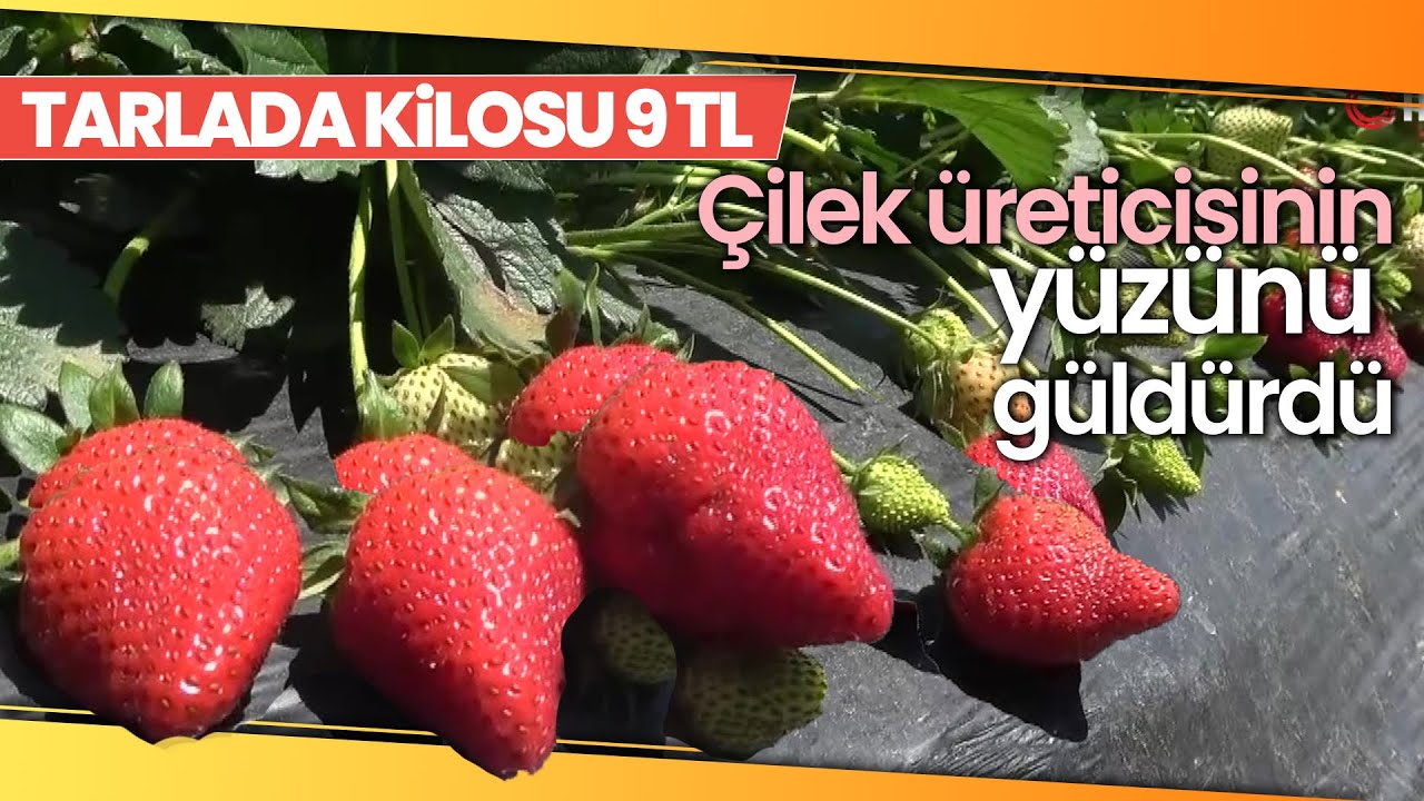 Bir Dönüm Arazide Çilek Üretimine Başladı, Şimdi Siparişlere Yetişemiyor