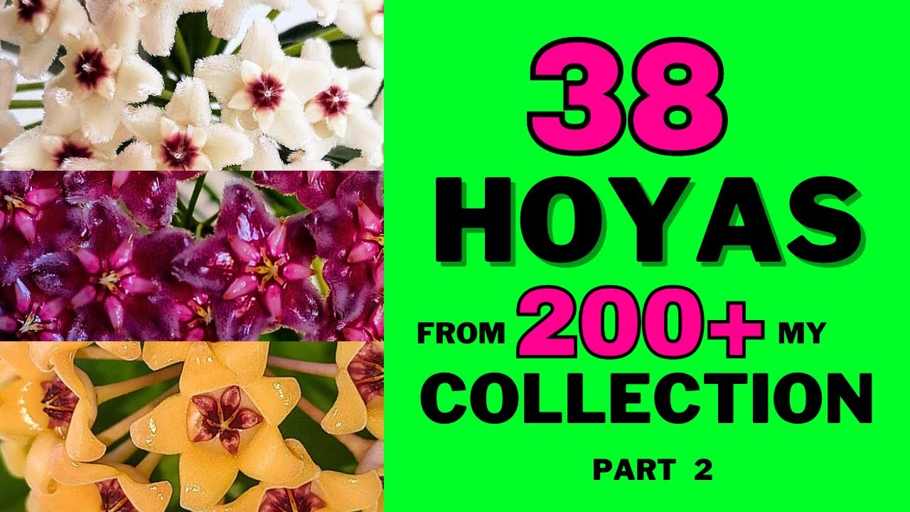 Hoya Varieties in My Collection, Part 2. Hoyas 52 - 90 from 200+