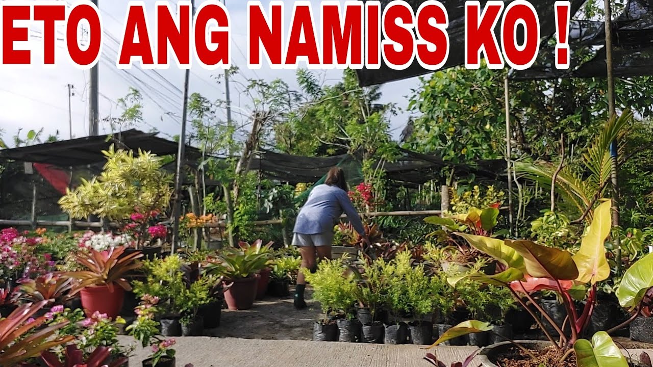 ETO ANG NA MISS KO SA GARDEN # plants # garden #vlog # youtube