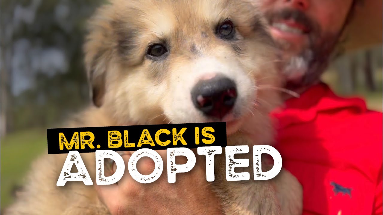 Mr Black is adopted by one of our Daycare families and Shadow has earned the ultimate freedom