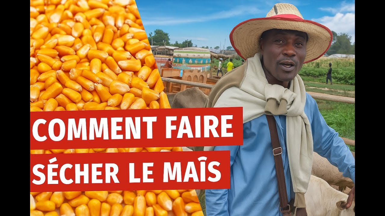 Technique Pro Pour Bien Conditionner le Maïs 🌽 (Séchage + Stockage)