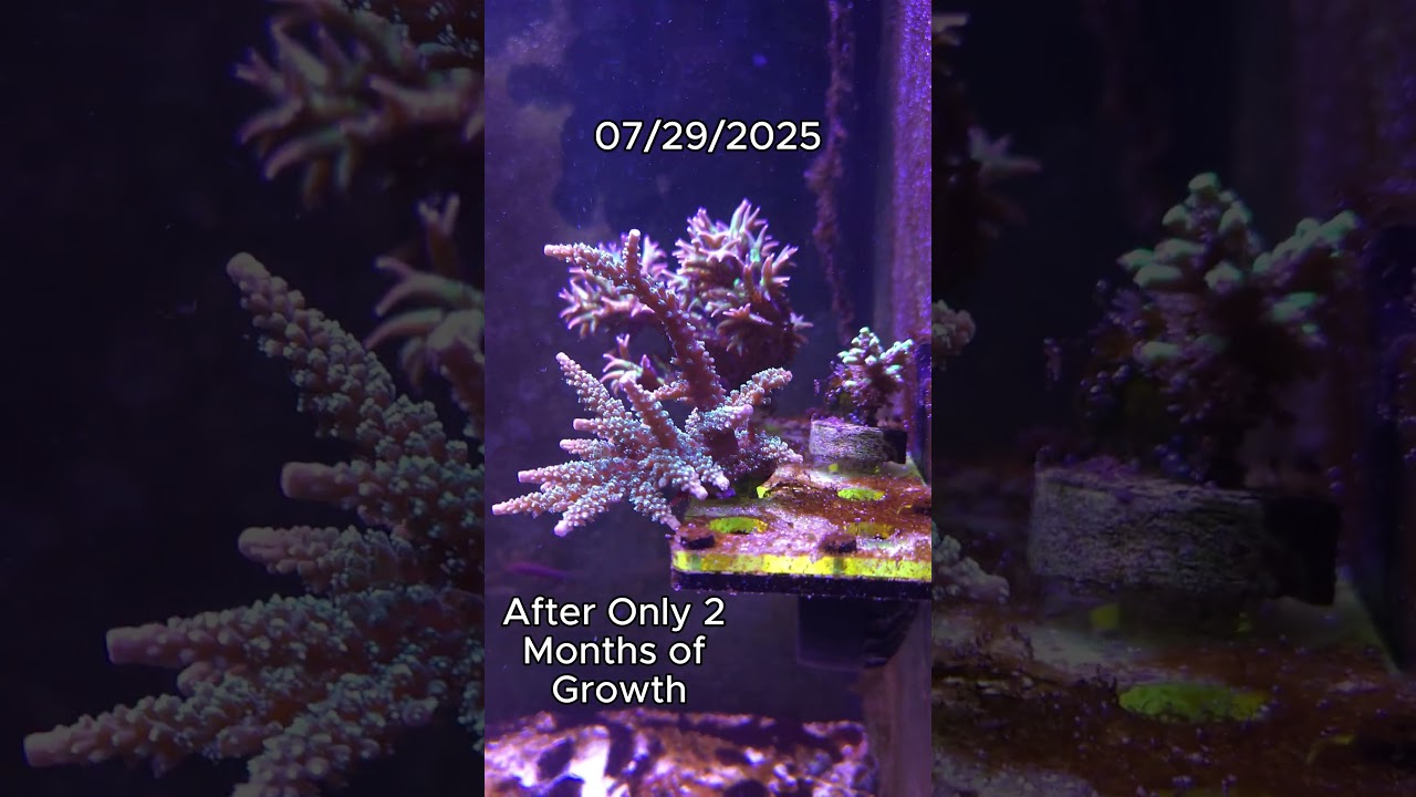 Crazy Fast SPS Coral Growth