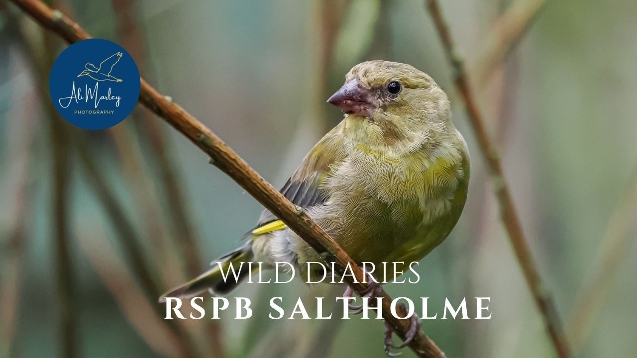 RSPB SALTHOLME WILDLIFE ADVENTURE! Incredible Birds & Photography  Teesside Nature Reserve