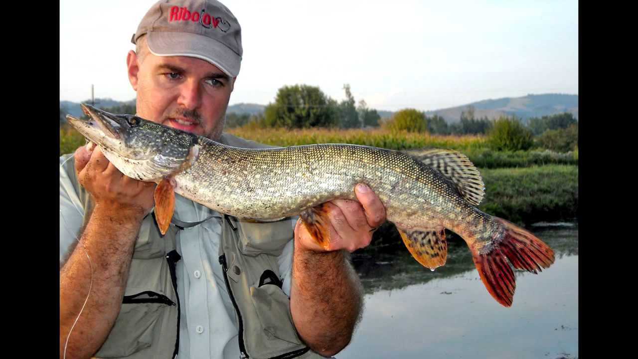 Tri aduta za varalicarenje stuke na pocetku sezone - Three best lures for pike spinning in spring