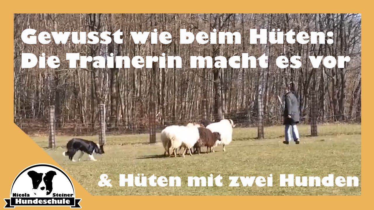Hütehund Story #3: Zwei effektive Varianten, um dem Hund das Hüten zu lehren | Schafe Border Collie