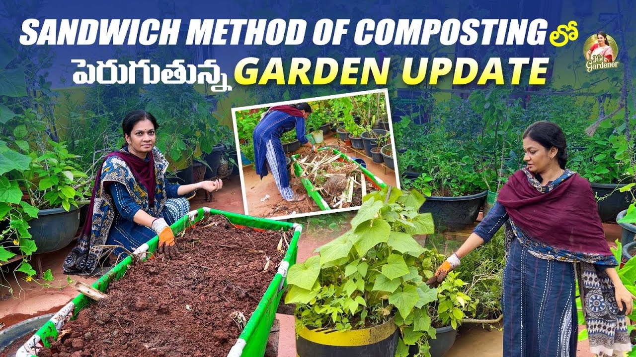 కూరగాయలు  పెంచటానికి గ్రోబాగ్ ఇలా సెట్ చేసుకుంటే బెస్ట్ రిజల్ట్స్ ఉంటాయి  #compost @MAD GARDENER
