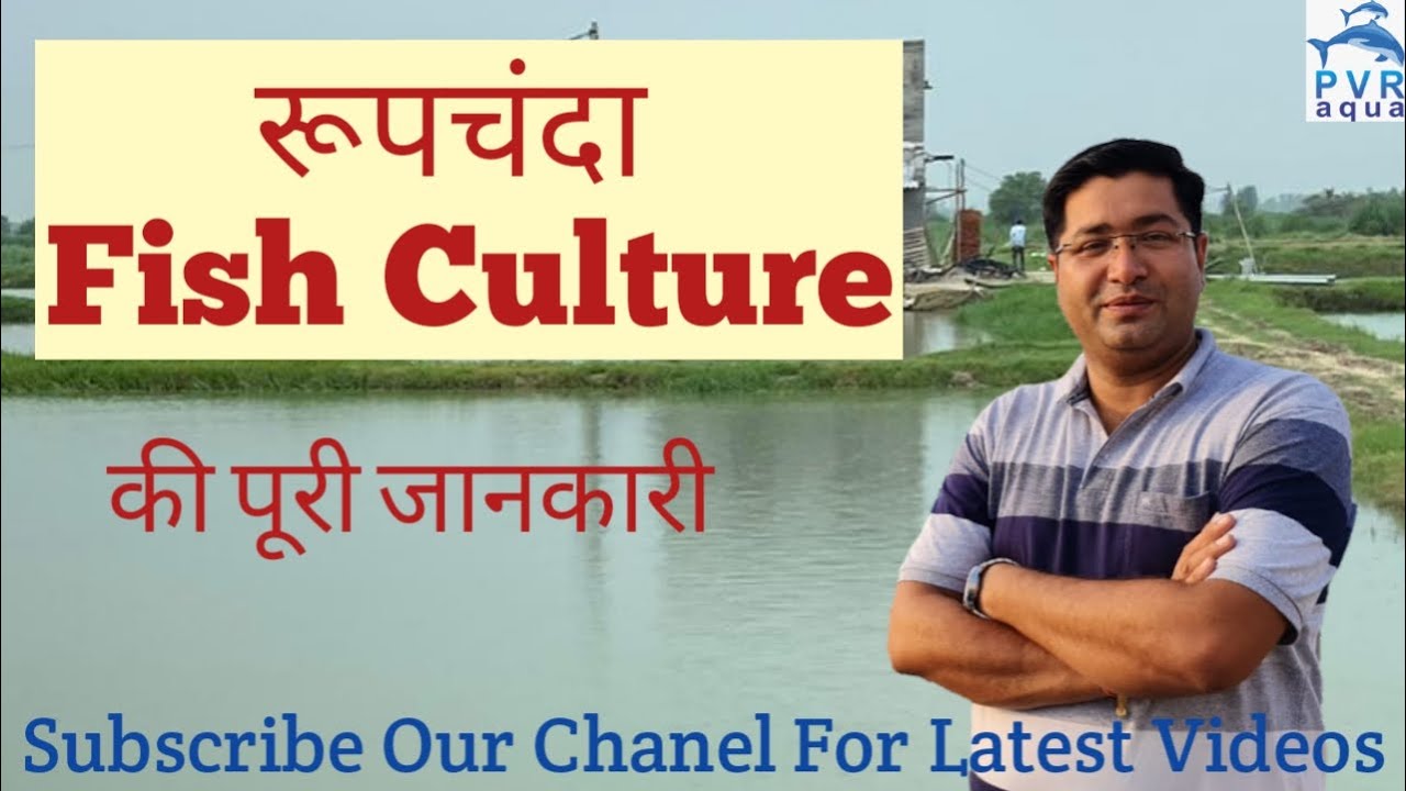 रूपचंदा मछली पालन|  Roopchanda Fish Harvesting In Pond 2020 | Pvraqua | PVR AQUA