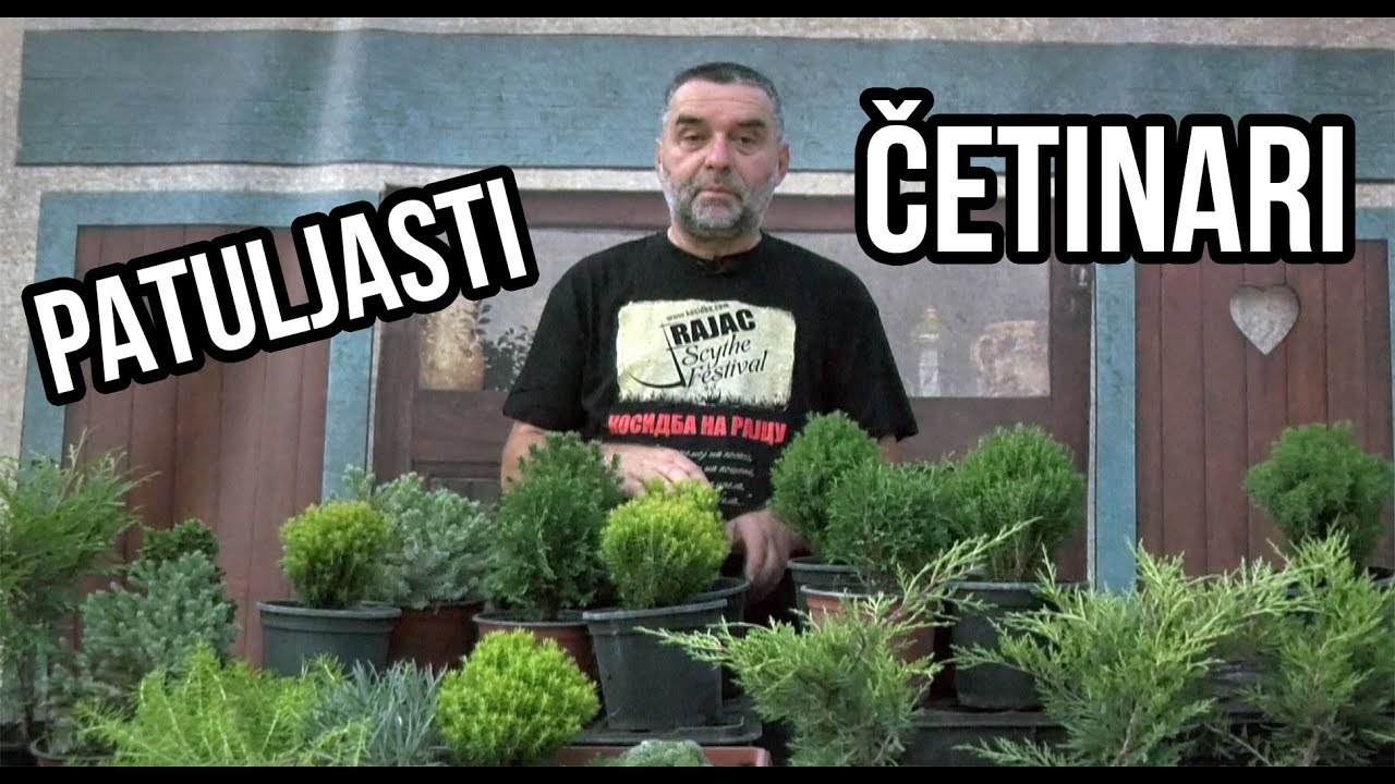 Četinari patuljasti