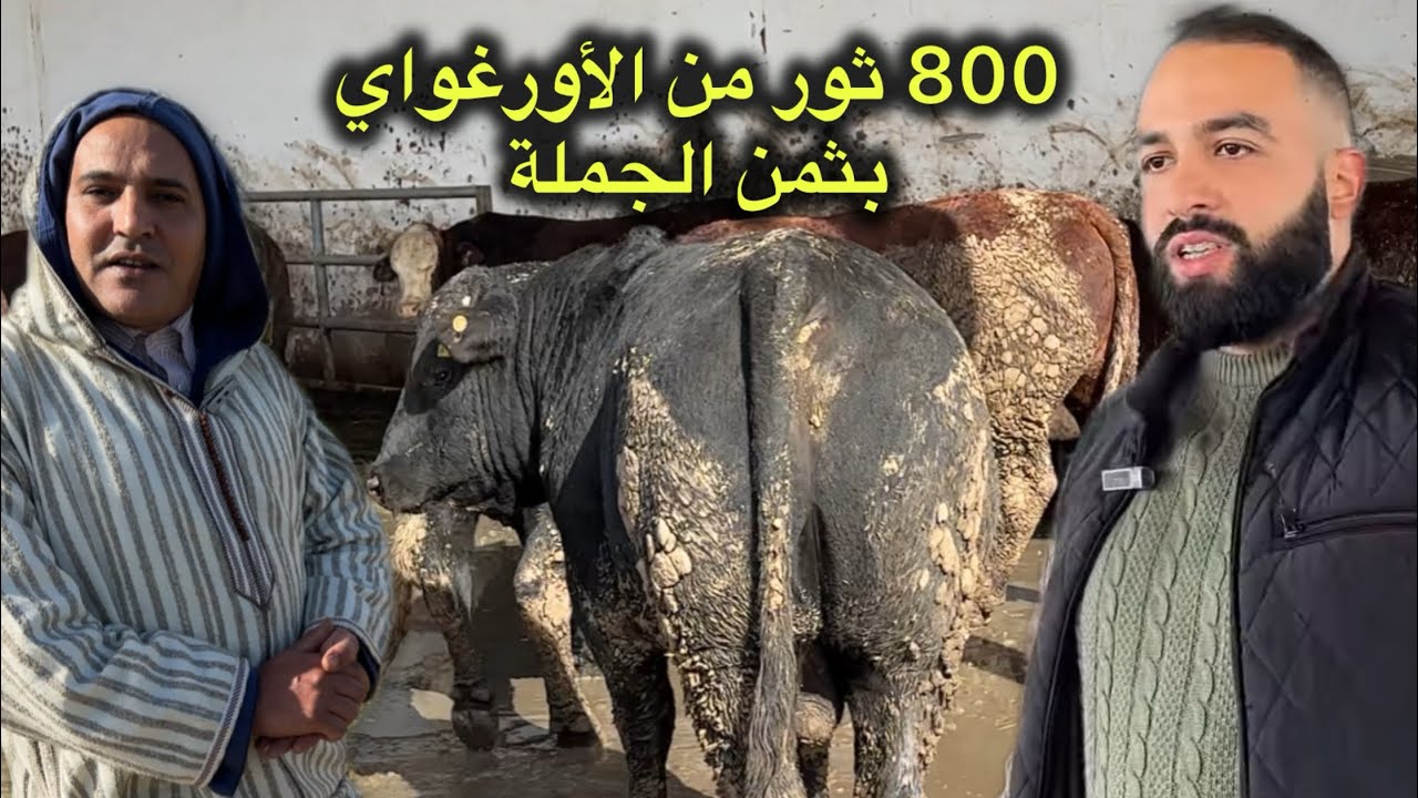 أحسن العجول 🐂المستوردة من الأورغواي 🇺🇾 بثمن الجملة في مملكة الشرفاء المغرب 🇲🇦 