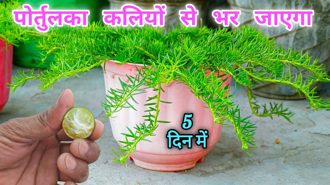 ये डालते ही कलियाँ आने लगी पोर्तुलका मे | Portulaca | 9'o clock Plant | Moss Rose Plant | Fertilizer