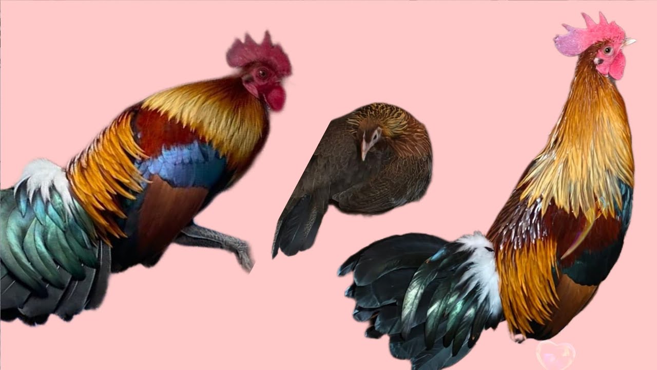 ✅️EP:9สวัสดีครับมื้อนี้เอาลูกผสมของผมไปลองปานะครับ[ coj kv tu f2 mu sim hav zoov hawj tiag2 ] 🐓🐓🇱🇦🇱🇦