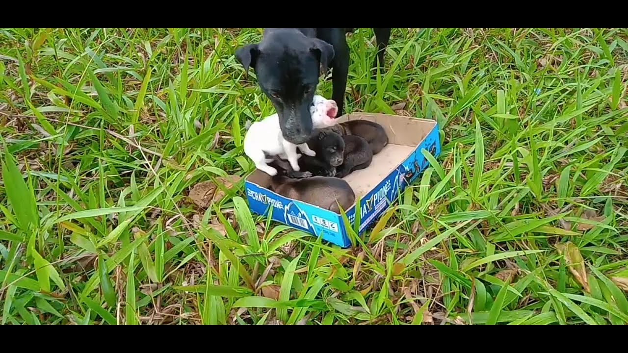Teach Mom Dog Bite Her Babies from Outside//Puppies Newborn//Lovely Babies Dog//Family Dog