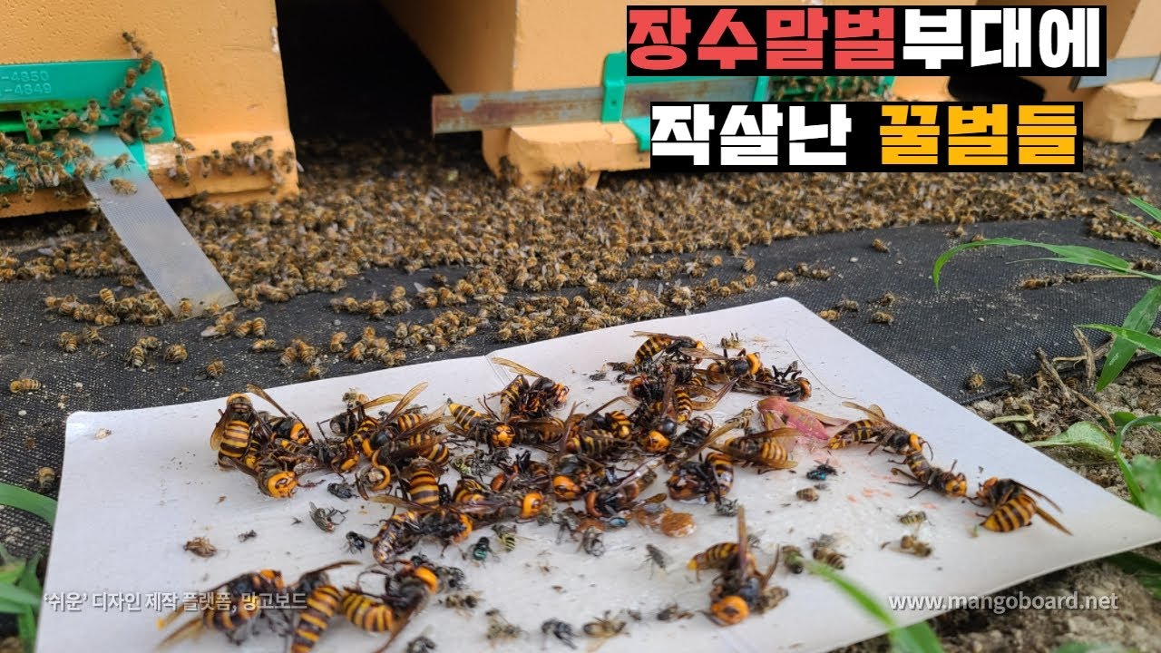 본진까지 침투해서 꿀벌 2000마리 학살한 장수말벌 색히들