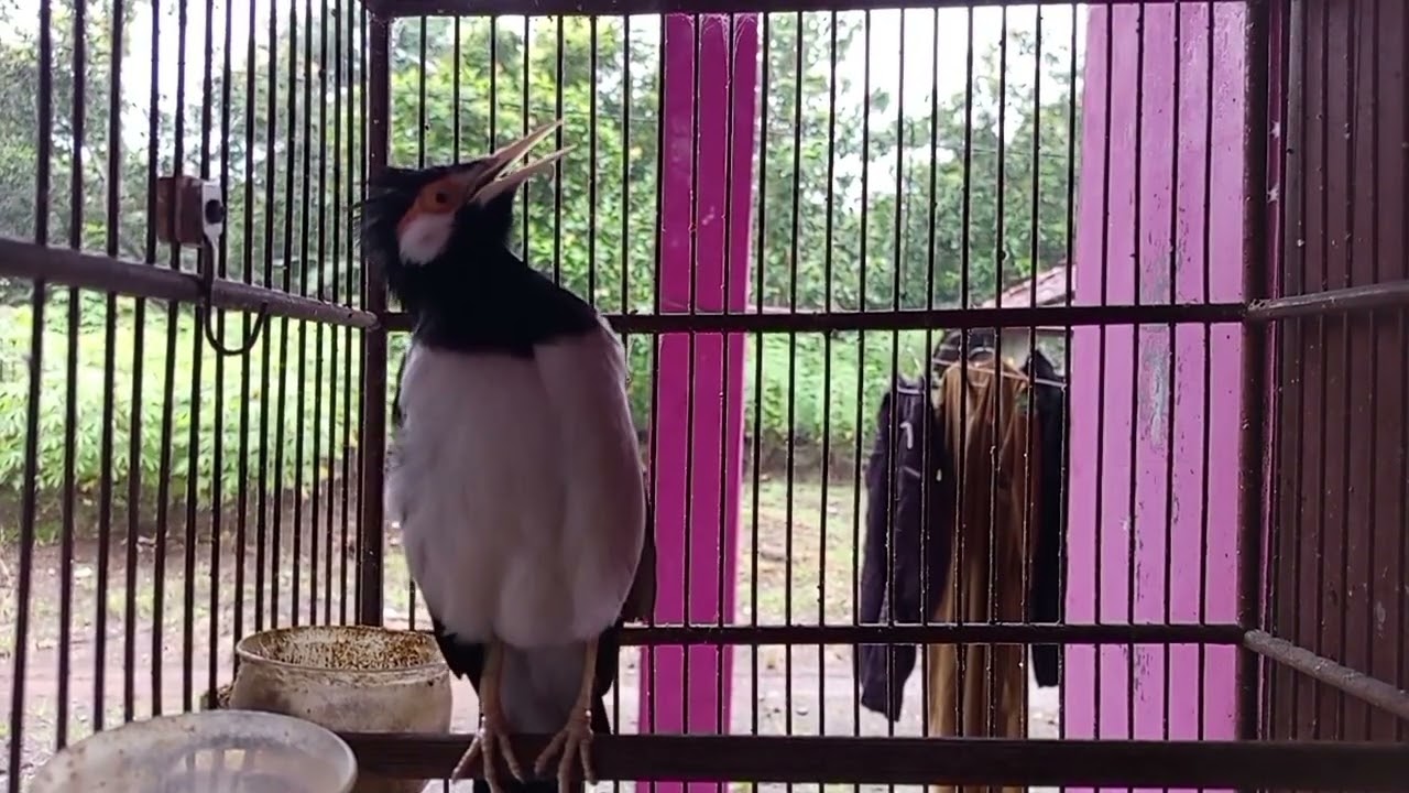 Coba Putar 1 Kali || Pancingan Jitu Jalak Suren Paling Gacor Bikin Jalak Suren Lain Ikut Gacor