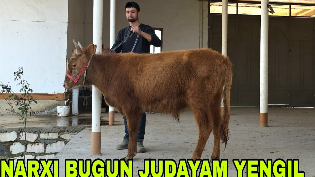 Usmonjon ukamizdan yangi partiya narxlari yengil buqachalar va g'unajinlar 16-mart, 2026