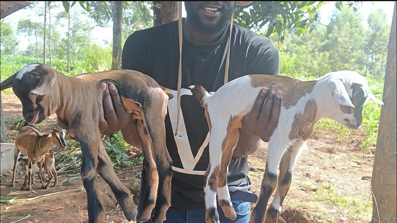 I Received Six Big Goat Kids in Two Weeks| Three Born in Just One Day!