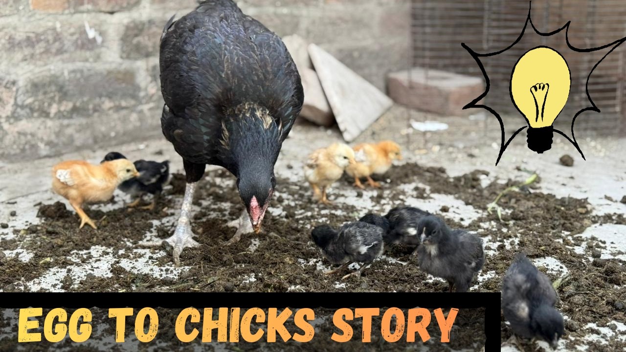 Egg Hatching Process - Hen Feeding and Protecting Baby Chicks