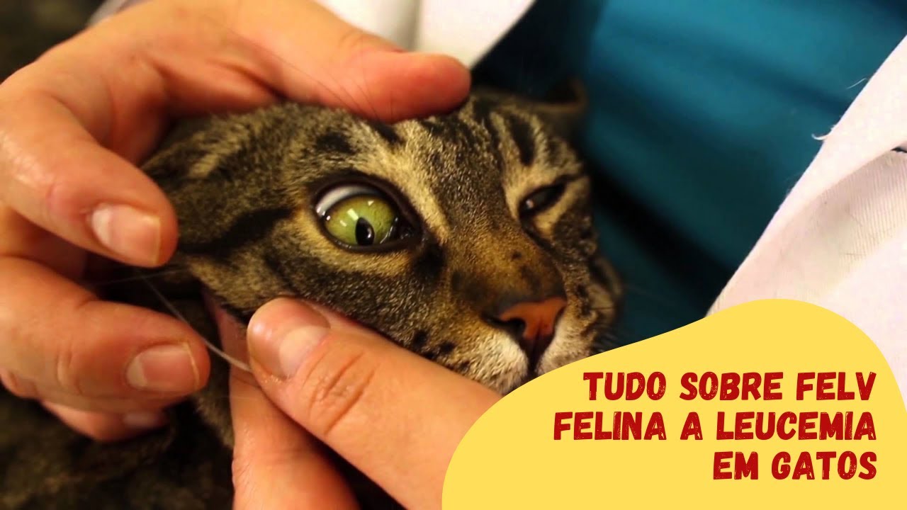 Tudo Sobre Felv Felina a Leucemia em Gatos
