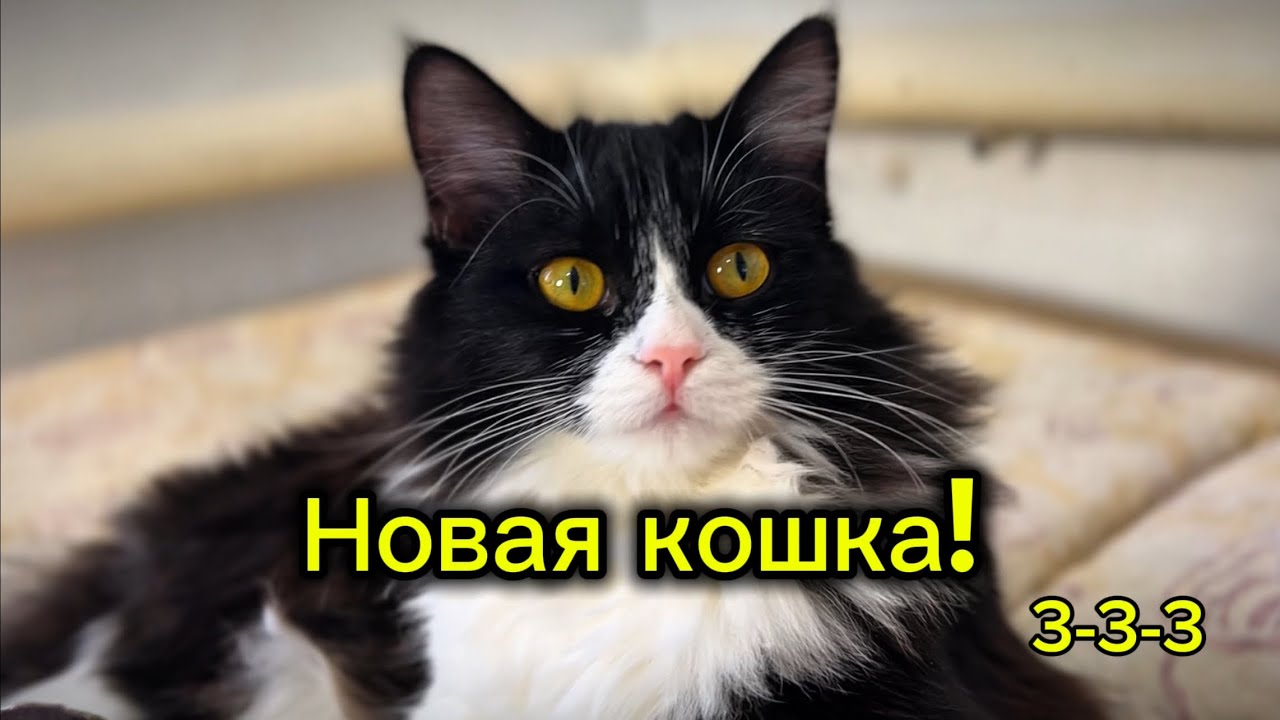 Адаптация кошки в новом доме: правило 3-3-3