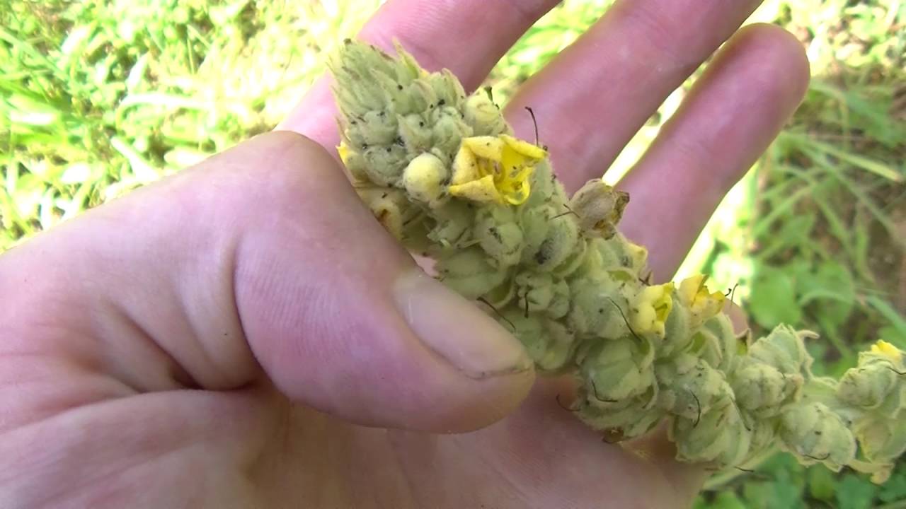 Foraging Wild Plants Responsibly - Pt. 1 Walking