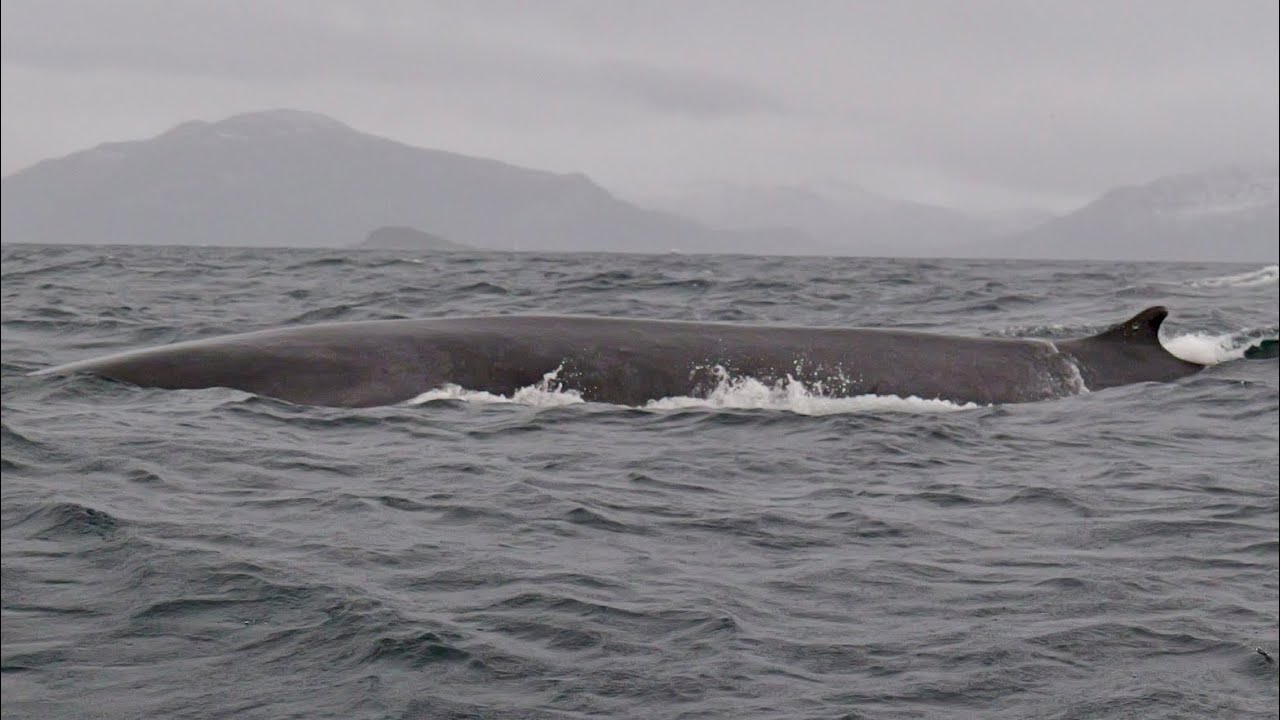 Whale watching RIB tour  -Skjervøy- with Arctic Explorer