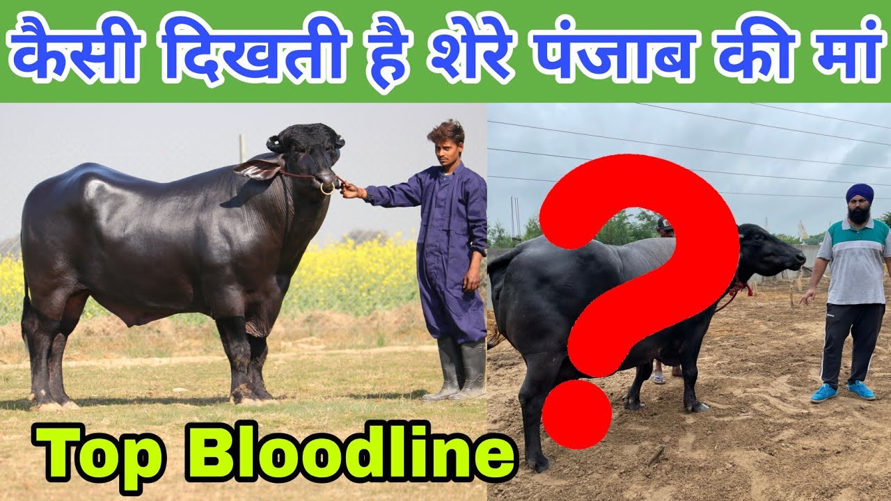 Mother of Shere Punjab Murrah Bull - Top Bloodline Murrah Buffalo at Pavitra Bhai's Farm