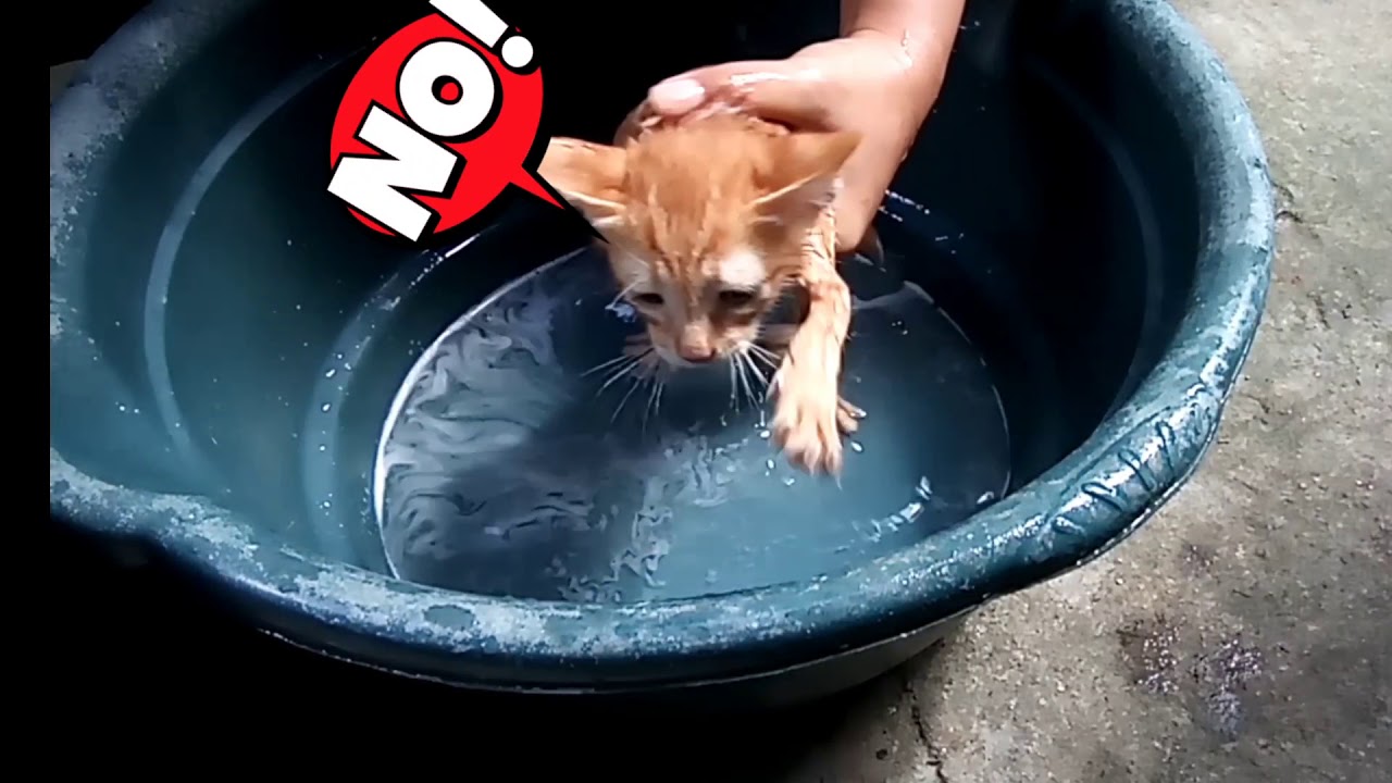 First bath for Adopted Street Kitten and its Scared
