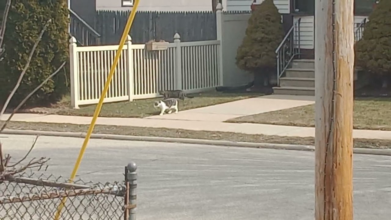 Neighbor Strays Angel & Alley #catsneedhomes #fosterthecats #catsarelife