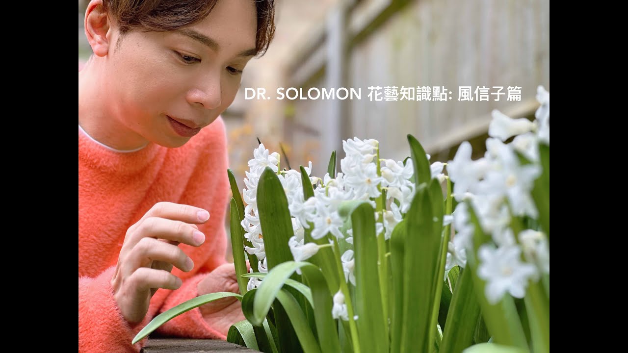 如何處理風信子 | 大師SOLOMON 花藝教室 | 花藝知識點 | How to handle hyacinths!