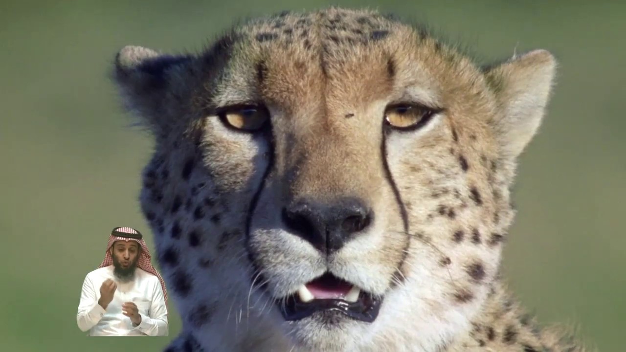 العلوم بلغة الإشارة للصف الرابع | ف1 | اللا فقاريات