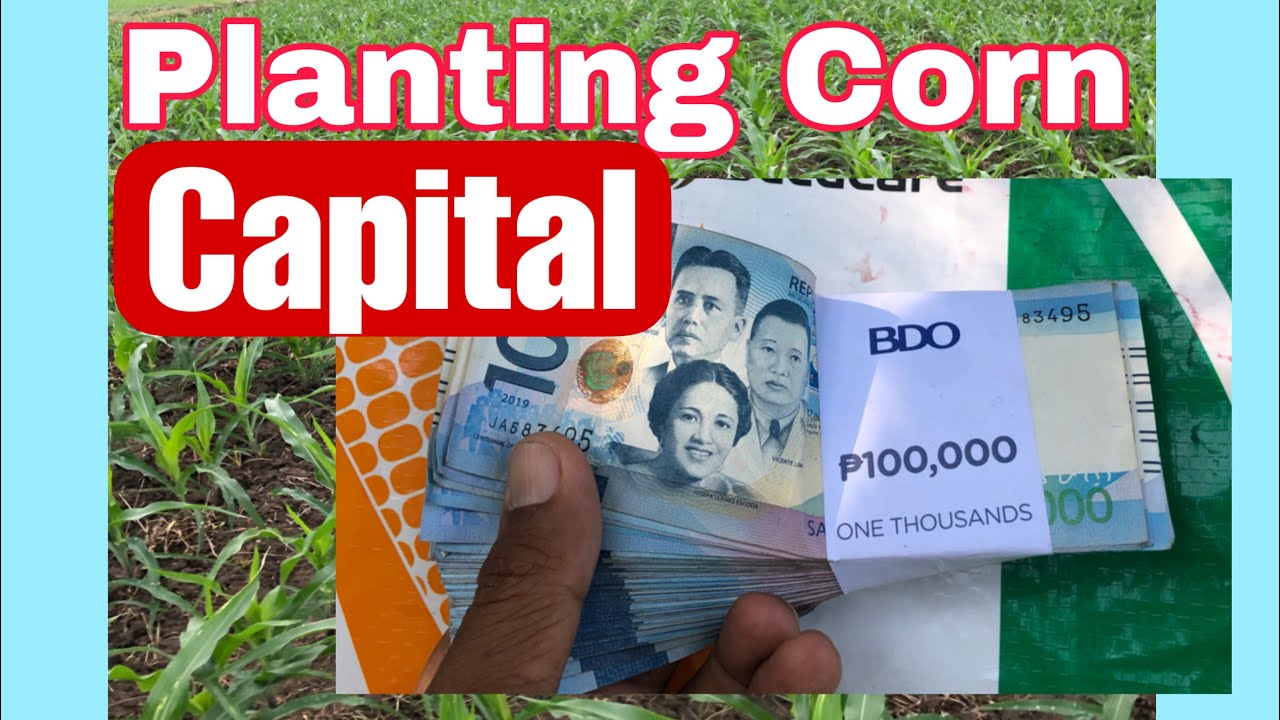 The Needed Capital in Planting Corn || What you need in planting Corn | Planting Guide