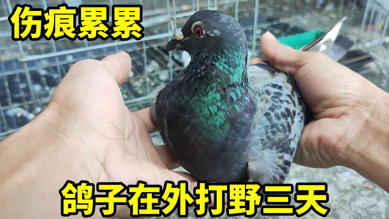 鸽子在外打野三天归来，伤痕累累!真不知道它在外面经历了什么 。