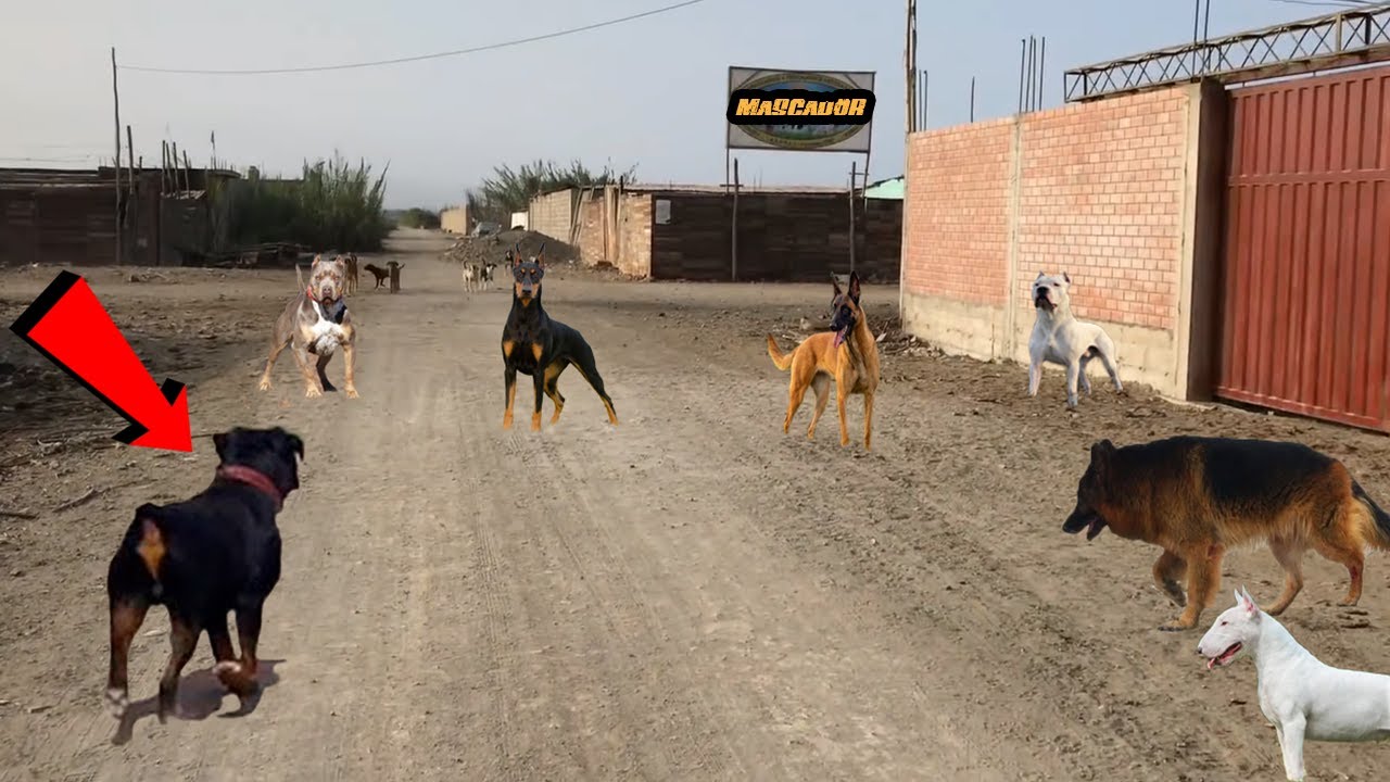 Este ROTTWEILER se encuentra con perros poderosos de la Calle.