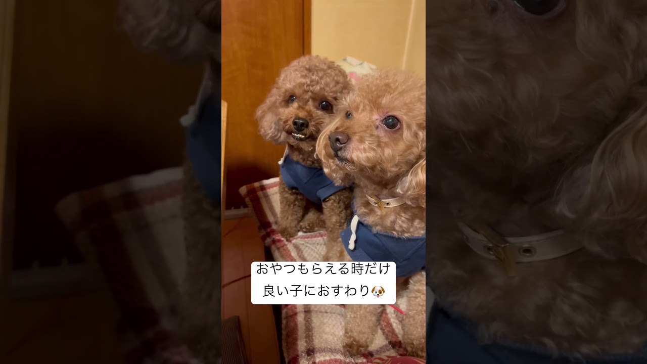 ⭐︎よいこなチプデ⭐︎ 